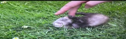 Ferret rodents for sale: Baby ferrets looking for forever homes🏡 - Advert 29