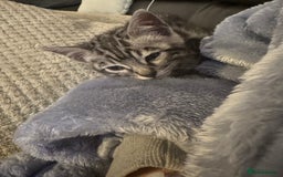 Bengal cats for sale: Beautiful Silver Bengal female - Tica optional  - Image 4