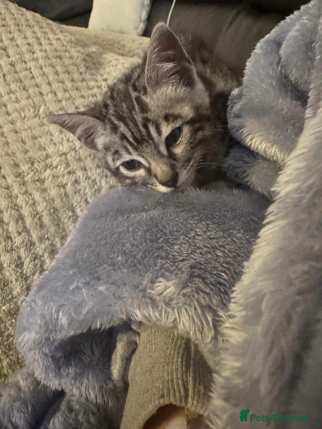Bengal cats for sale: Beautiful Silver Bengal female - Tica optional  - Image 4