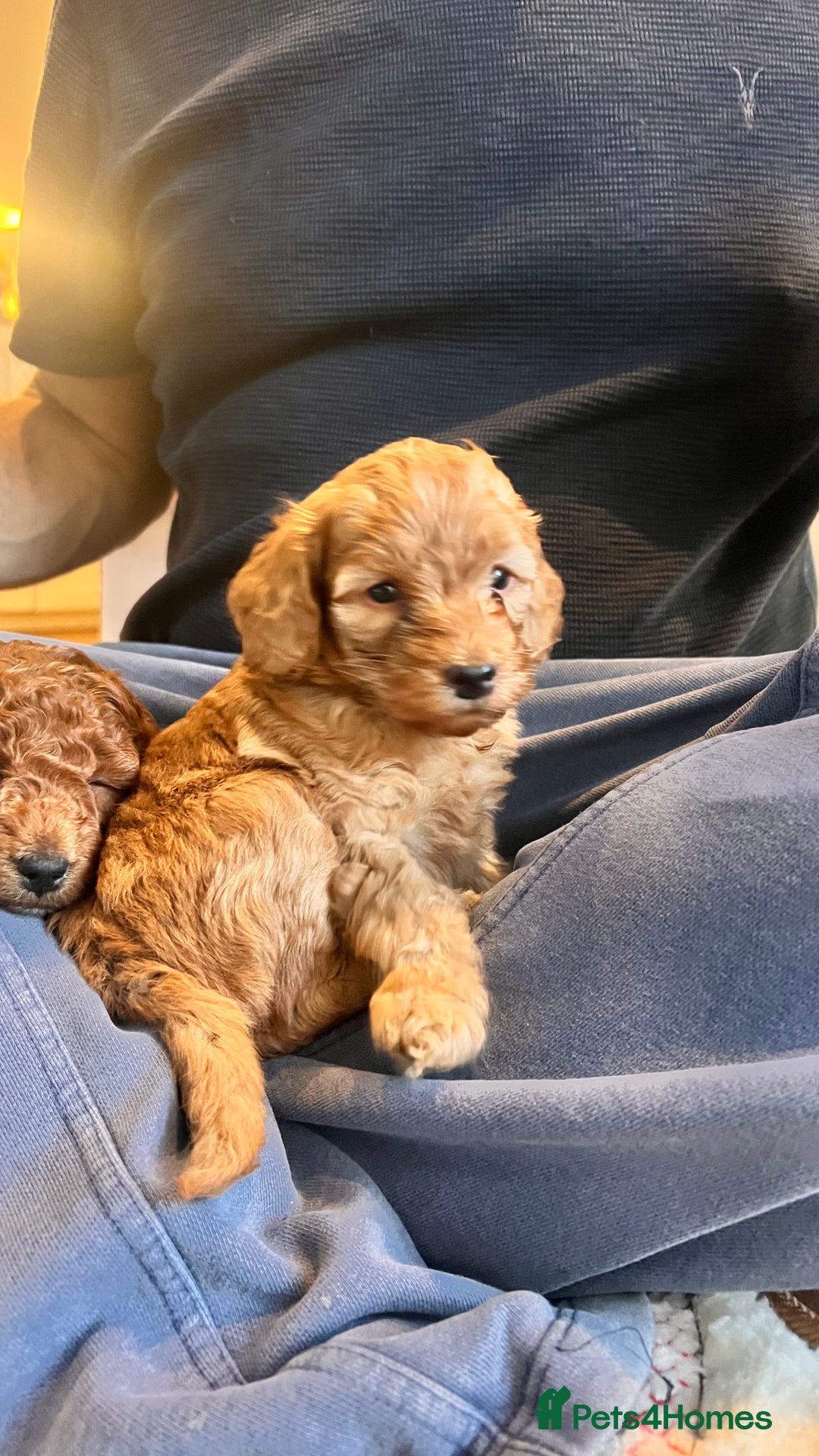 Cockapoo dogs for sale: Adorable cockapoo puppies ready 23.12.25   - Advert 4