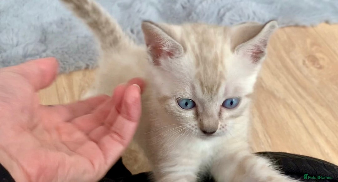 Bengal cats for sale: 🔥🏆Striking Rossetted Tica Pedigree Leapords🏆🔥 - Advert 3