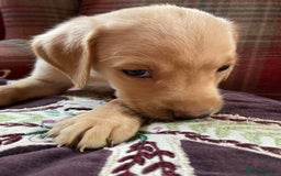 Labrador Retriever dogs for sale: Affectionate and adorable Labrador Puppies - Image 9