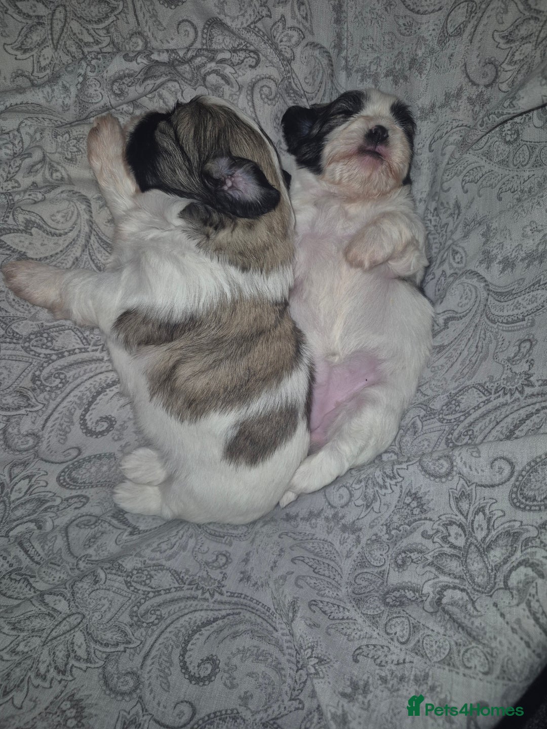 Shih Tzu dogs for sale: Shih tzu - Advert 1