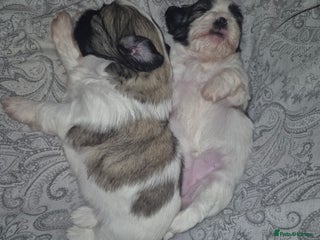 Shih Tzu dogs Shih tzu - Advert 4