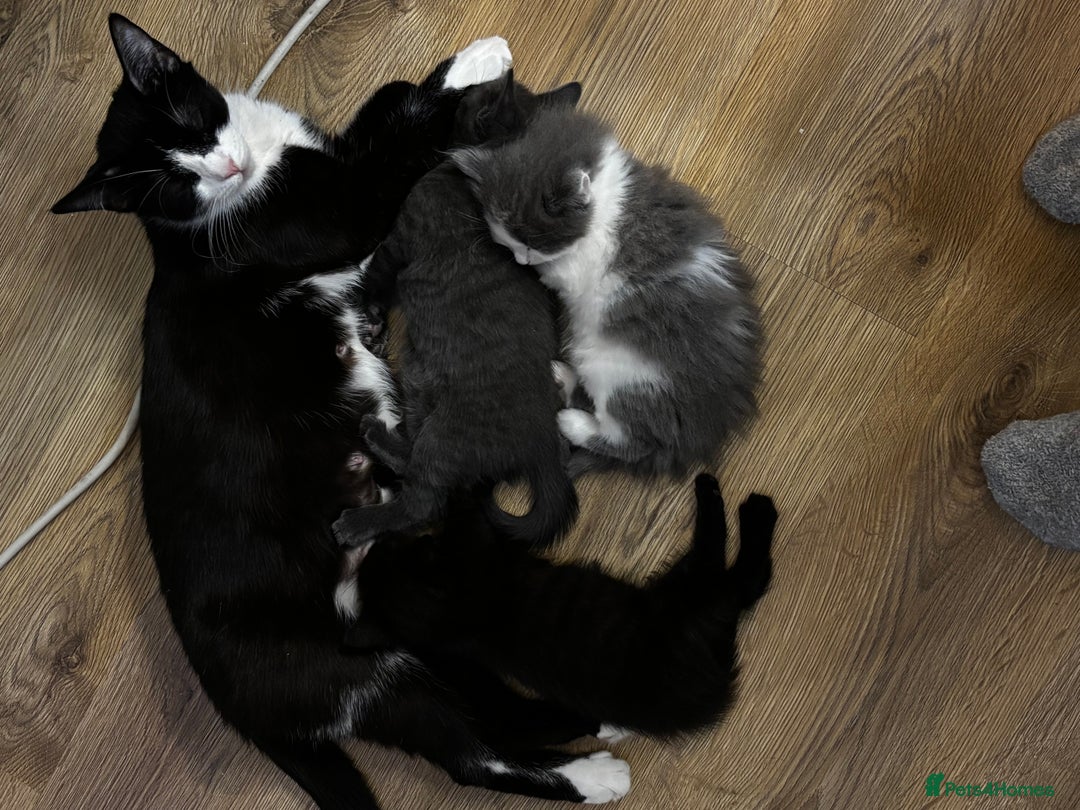 Mixed Breed cats for sale: Beautiful kittens for sale - Advert 1