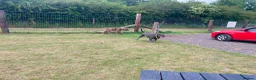 Cane Corso dogs for sale: 2x Cane Corso For Rehoming - Advert 7