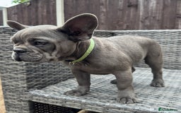 French Bulldog dogs for sale: French Bulldog Puppies with 3 Vaccines Included in Walton-on-Thames - Image 12