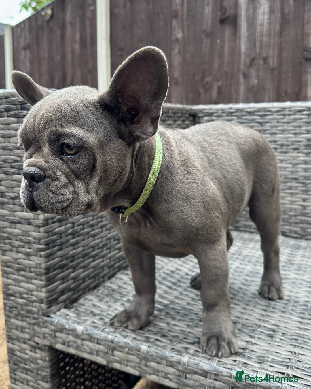 French Bulldog dogs for sale: French Bulldog Puppies with 3 Vaccines Included in Walton-on-Thames - Image 12