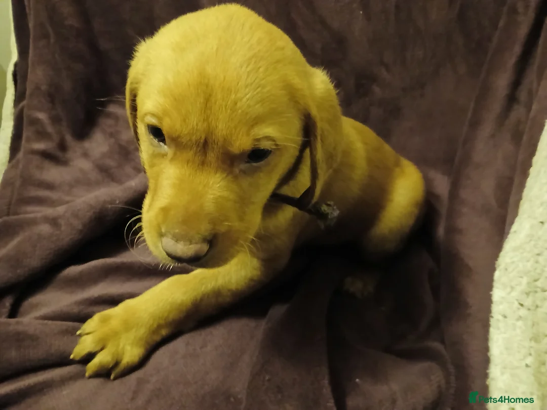 Labrador Retriever dogs for sale: Fox red labrador puppies - Advert 27
