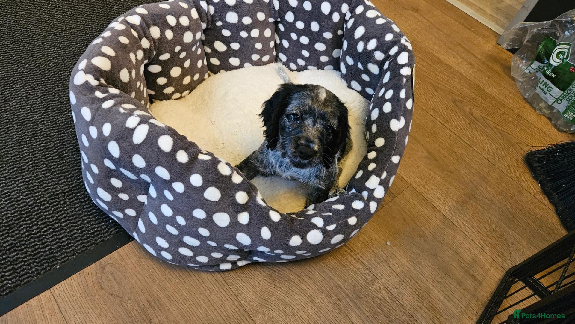 Cocker Spaniel dogs Roan working cocker spaniels 1 BLUE ROAN BOY LEFT - Advert 10