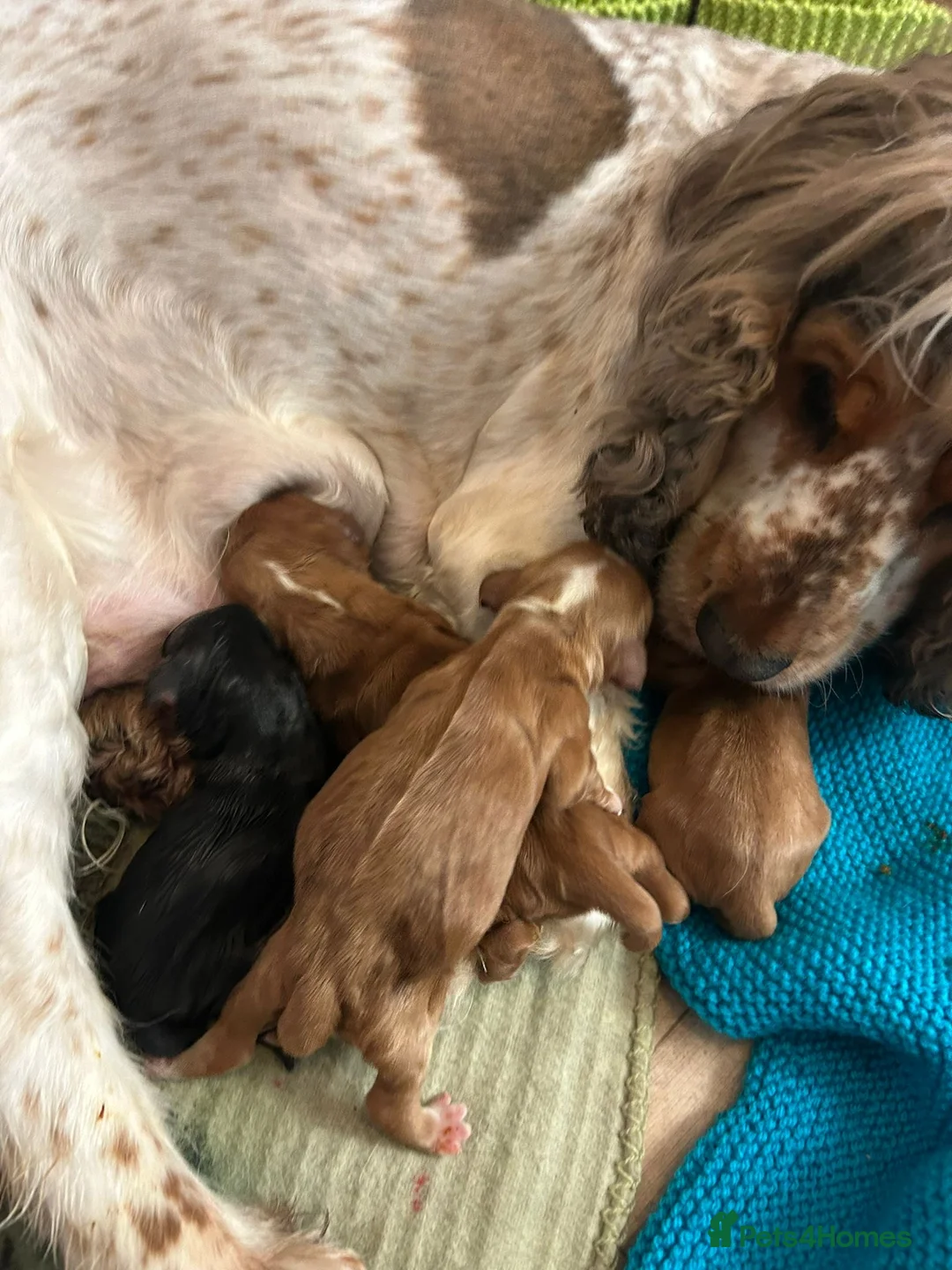 Cocker Spaniel dogs for stud: Nelson show cocker STUD  in Maidstone - Advert 7