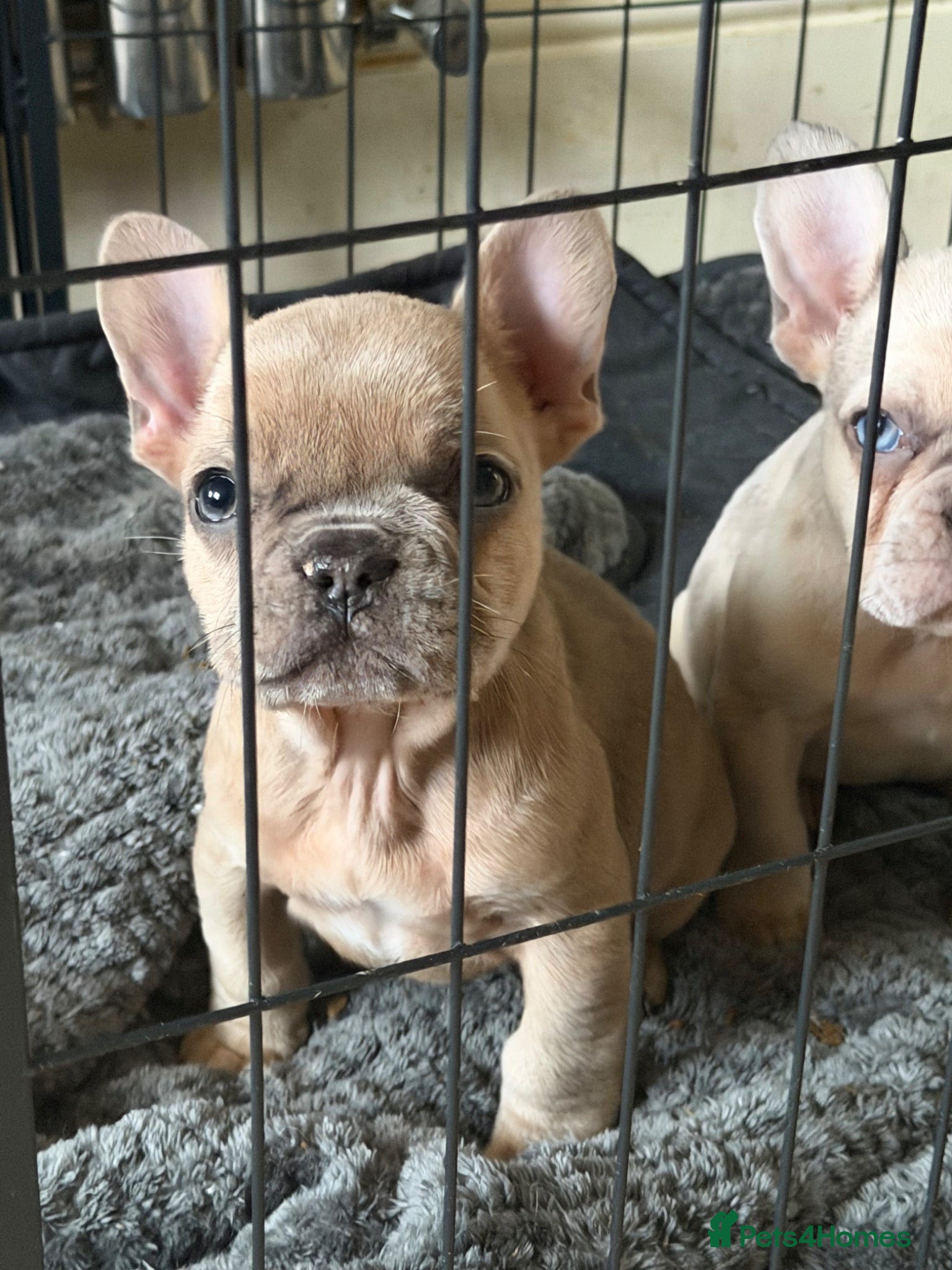 French Bulldog dogs Only 1 boy left French bulldog pups  - Advert 5