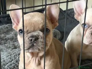 French Bulldog dogs Only 1 boy left French bulldog pups - Advert 5