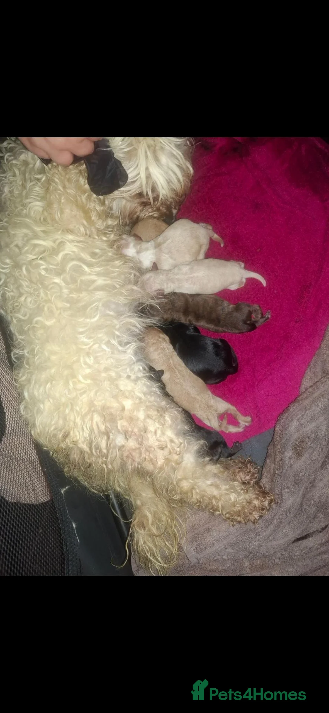 Mixed Breed dogs for sale: Beautiful miniture 75% poodle  in Montrose - Advert 8