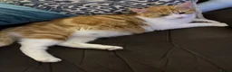 Mixed Breed cats for sale: Litter of 4 beautiful kittens  - Advert 6
