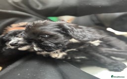 Sproodle dogs for sale: Beautiful Sproodle pups  - Image 5