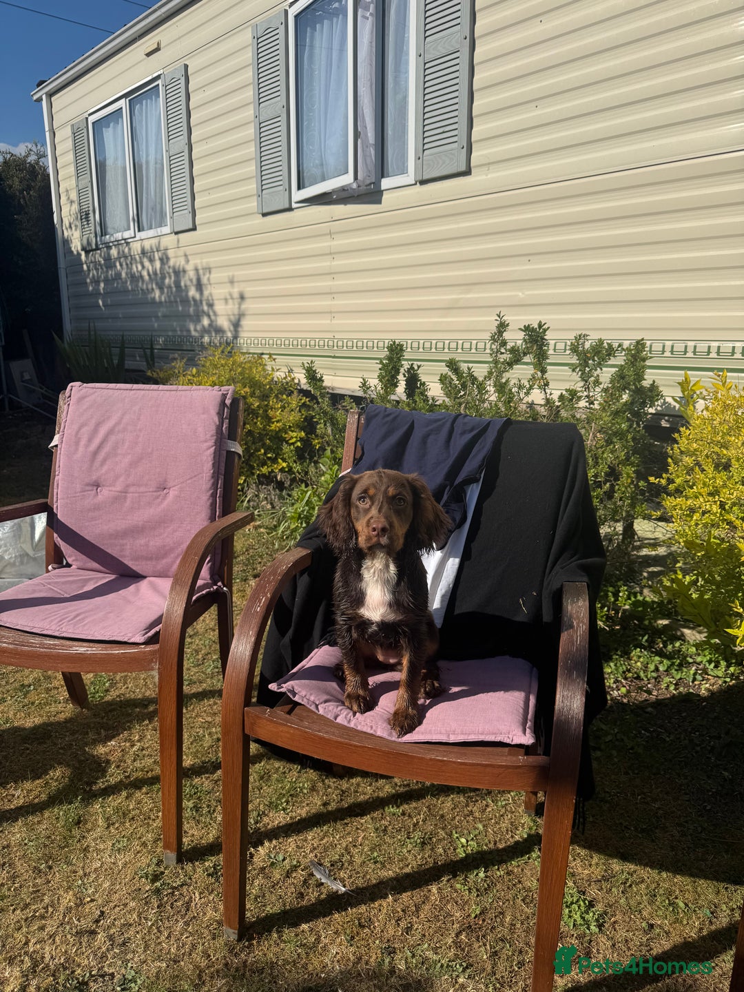 Cocker Spaniel dogs for sale: Loving Home Wanted for Beautiful Olive (WCS Puppy) - Image 8