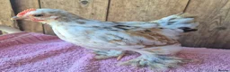Chickens poultry for sale: Millifleur pekin bantam cockerils  - Advert 4