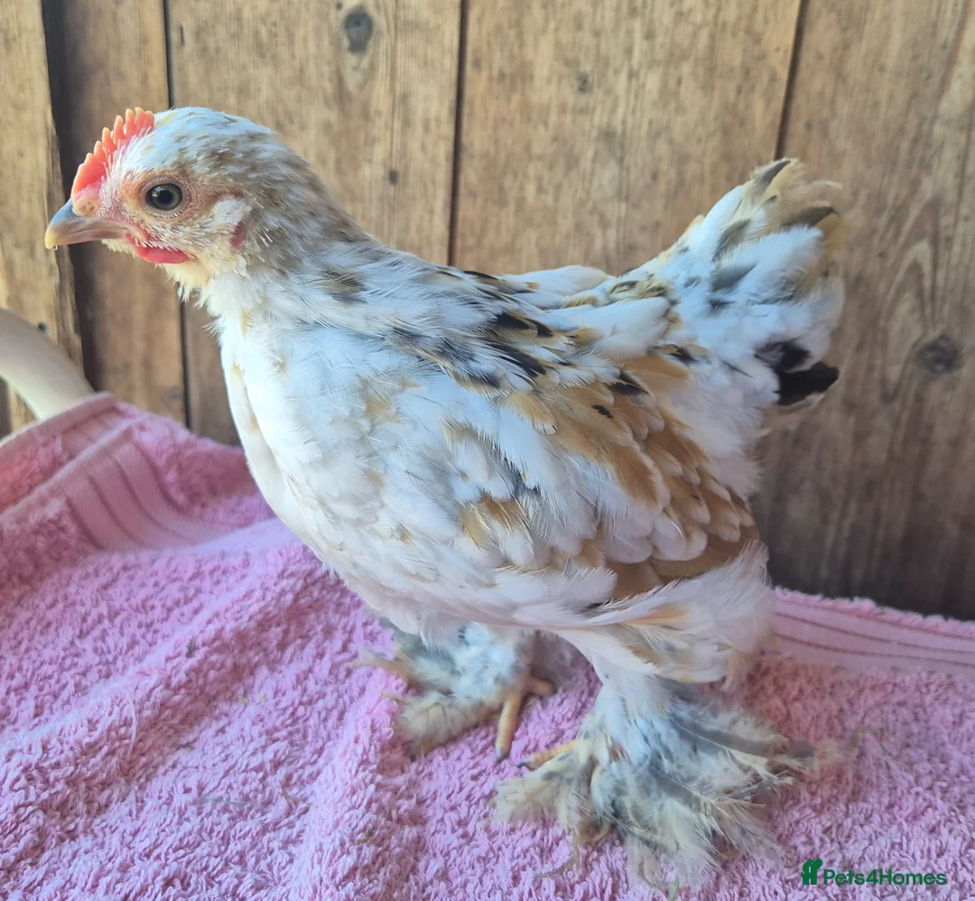 Chickens poultry for sale: Millifleur pekin bantam cockerils  - Advert 4