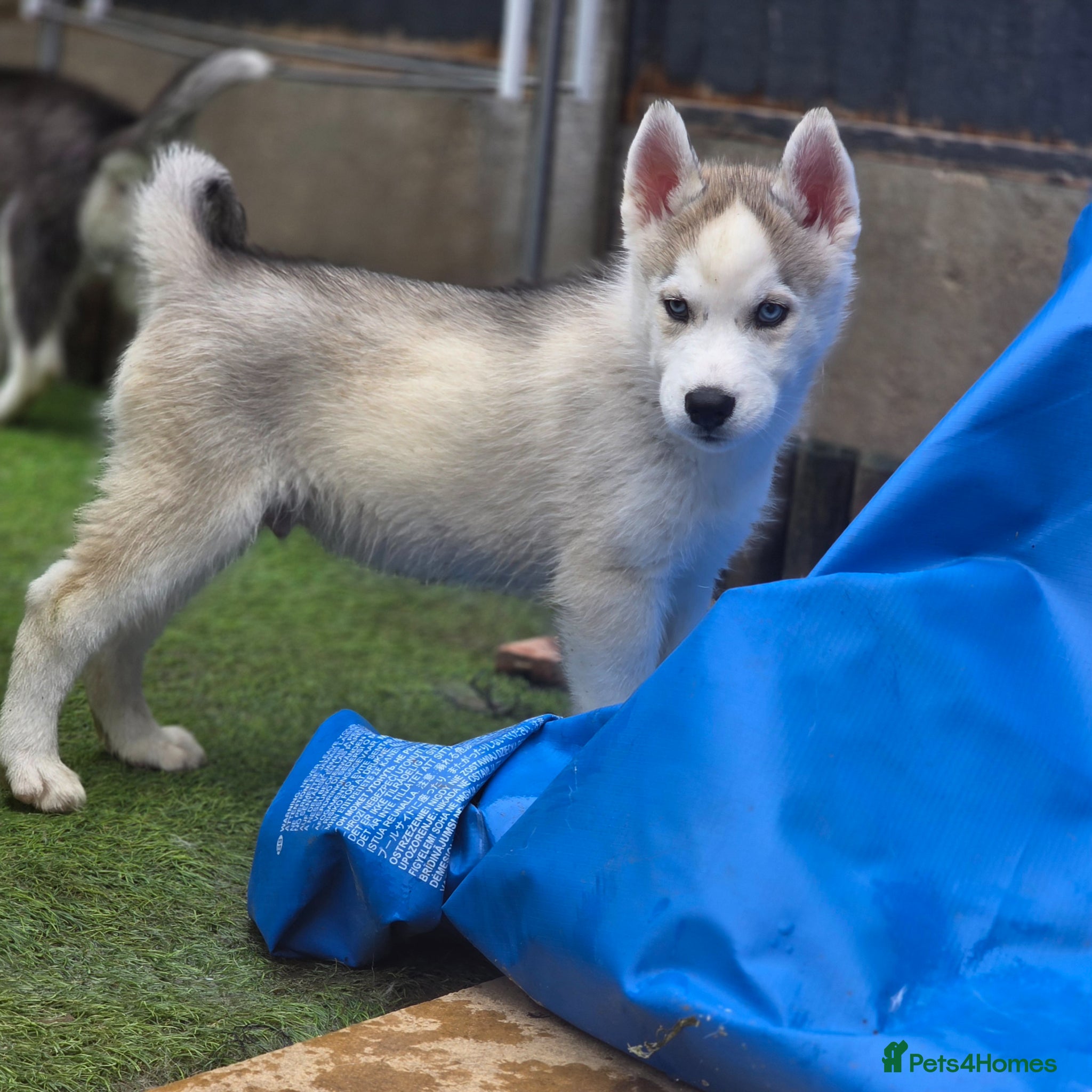 Siberian Husky dogs Last boy left ready now!  - Advert 11