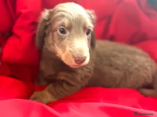 Dachshund dogs Lovely mini Dachshund puppies - Advert 2