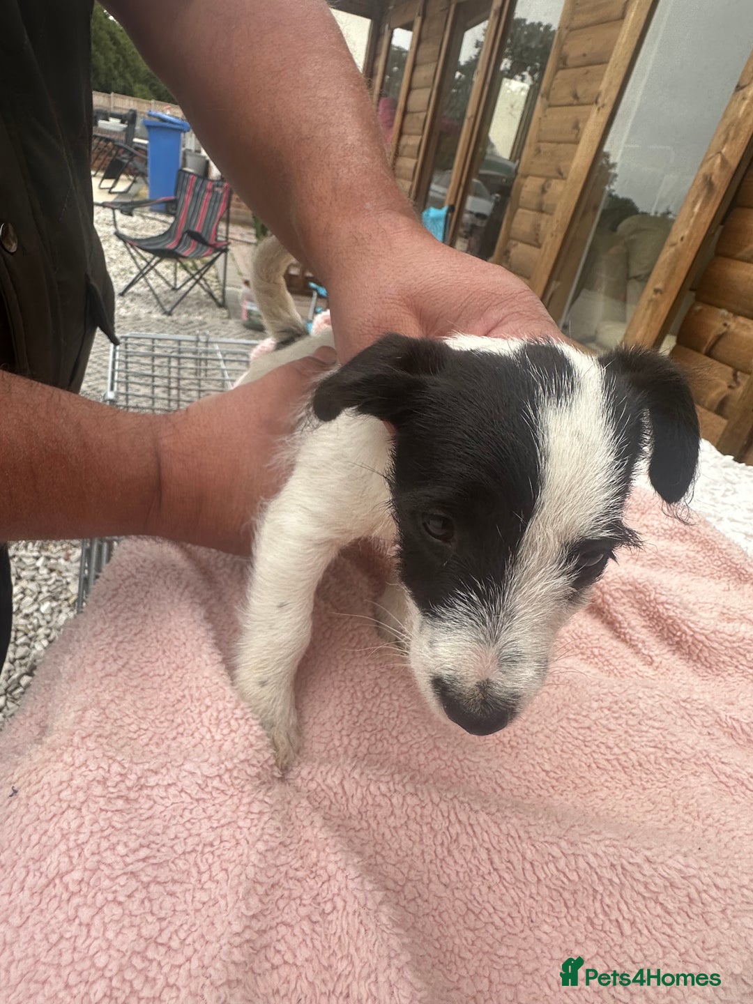 Jack Russell dogs for sale: 6 Beautiful pure Jack Russels - Image 5