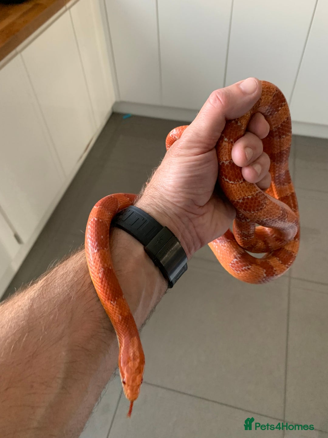 Corn Snake reptiles for sale: Amel corn snake and viv - Advert 3