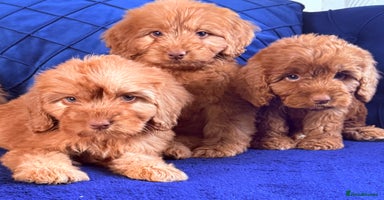 Cockapoo dogs - Advert 5