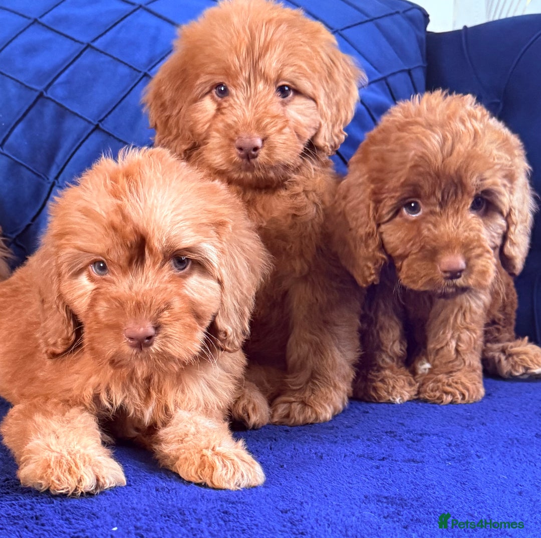 Cockapoo dogs for sale: Beautiful cockapoo puppies only  girls left  - Image 4