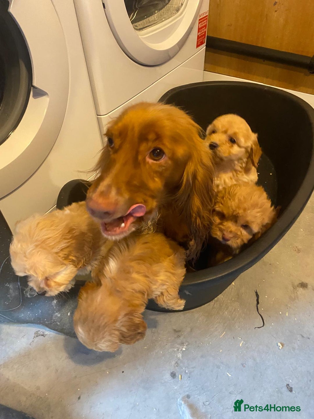 Cockapoo dogs for sale: F1 Cockapoos  - Image 9