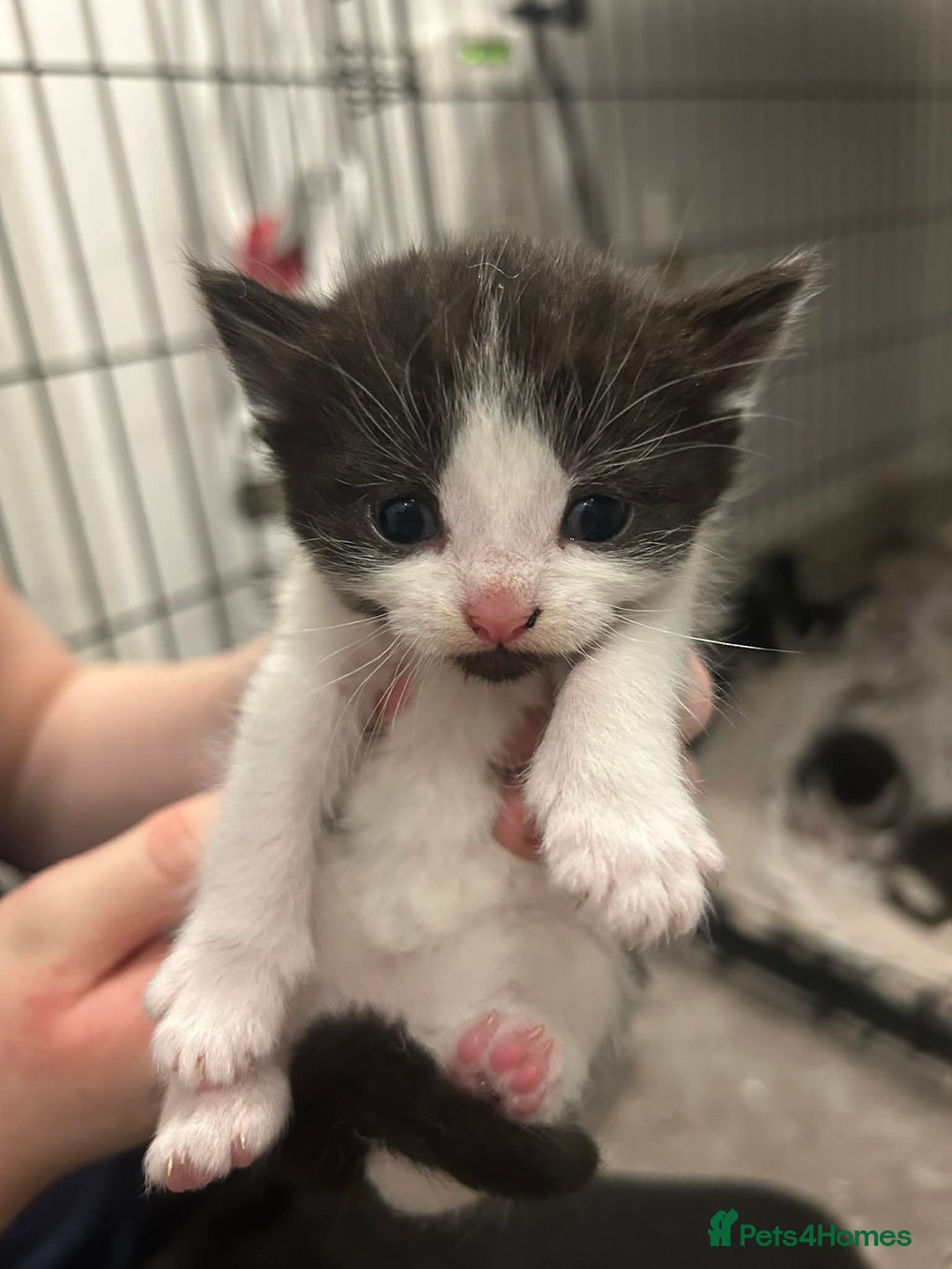 Mixed Breed cats for sale: Beautiful Kittens For Sale - Advert 1