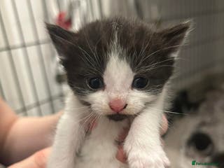 Mixed Breed cats Beautiful Kittens For Sale - Advert 4