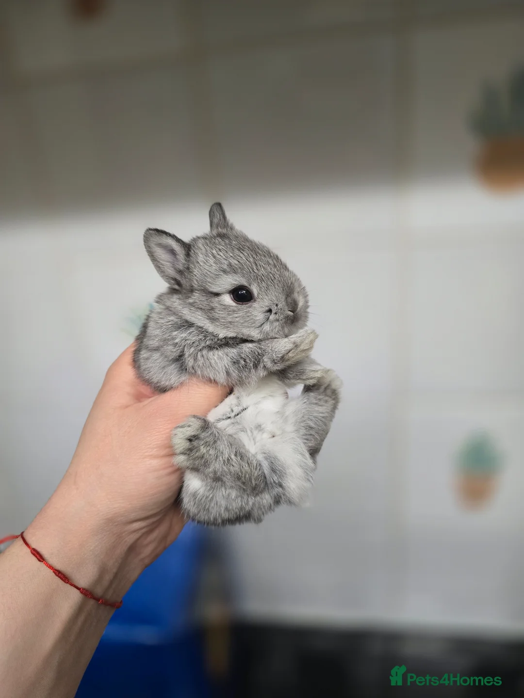 Netherland Dwarf rabbits for sale: Netherland dwarf babies bunnies - Advert 9