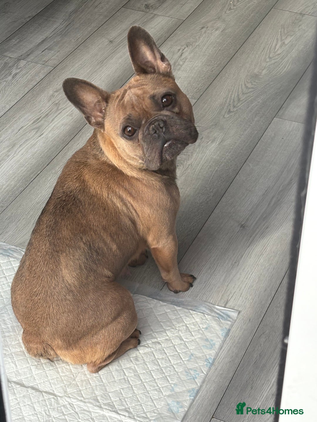 French Bulldog dogs for sale: Ragnar - Image 2