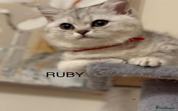 British Shorthair cats for sale: Pedigree|Champion Lines|GCCF Registered| - Image 7