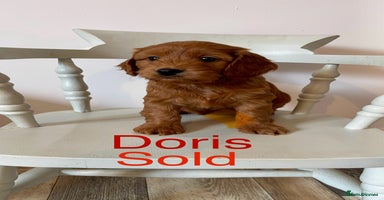 Cockapoo dogs - Advert 4