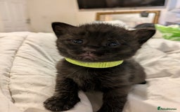 Mixed Breed cats for sale: Gorgeous kittens ready July 23rd - Image 25