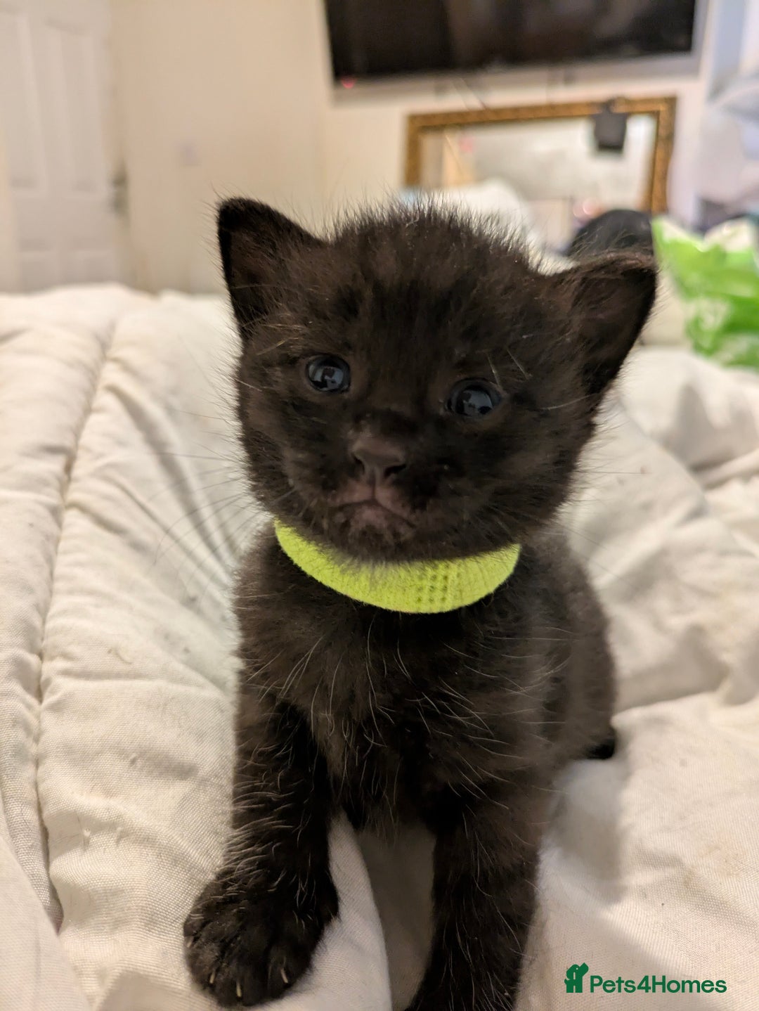 Mixed Breed cats for sale: Gorgeous kittens ready July 23rd - Image 25