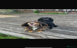 Cocker Spaniel dogs for sale: Gorgeous Cocker spaniel puppies for sale  - Image 12