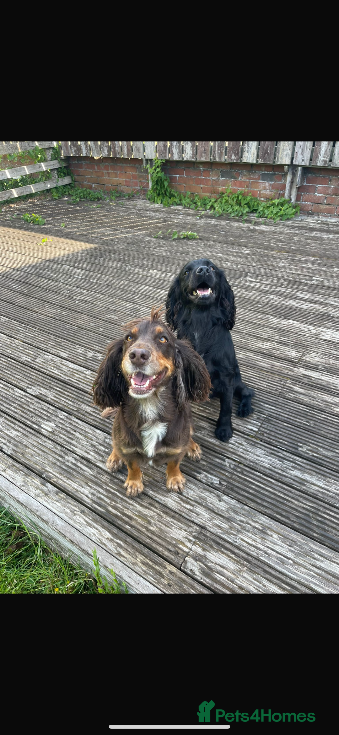 Cocker Spaniel dogs for sale: Gorgeous Cocker spaniel puppies for sale  - Image 12