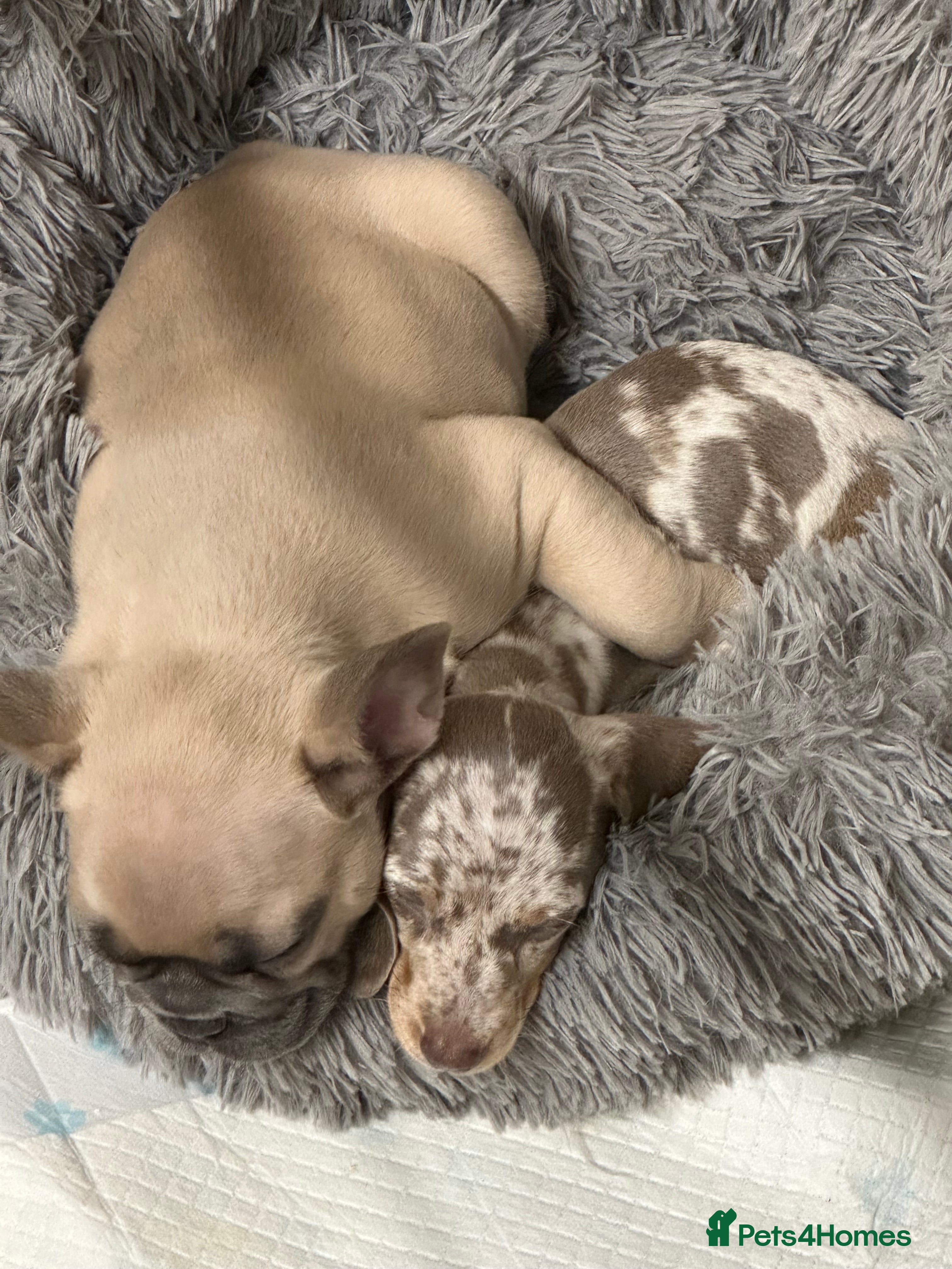 French Bulldog dogs KC registered French bulldog  - Advert 1