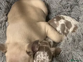 French Bulldog dogs KC registered French bulldog - Advert 1