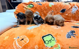 Mini Goldendoodle dogs for sale: 🐾🐾Mini golden doodles out of therapy asst momma - Image 14