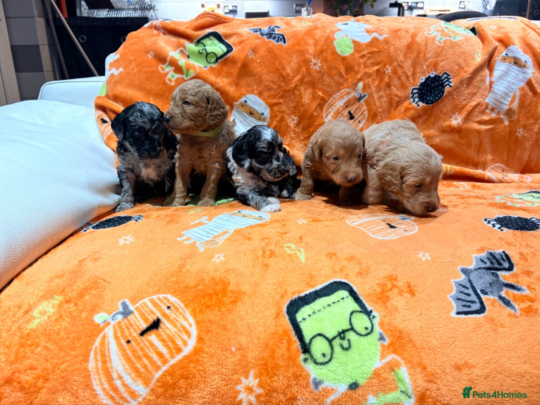 Mini Goldendoodle dogs for sale: 🐾🐾Mini golden doodles out of therapy asst momma - Image 14