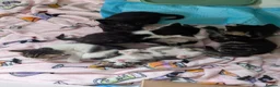 Mixed Breed cats for sale: Kittens for sale in Newquay - Advert 3