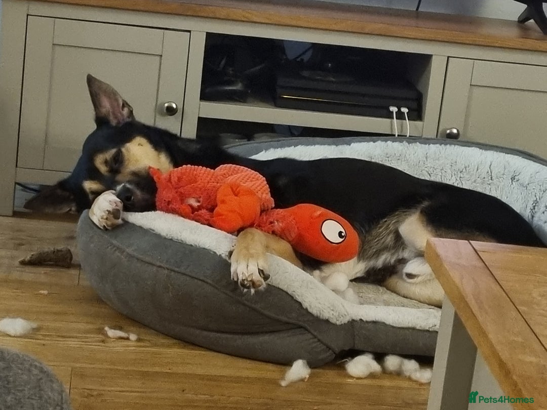 Mixed Breed dogs for sale: Cody - Malamute cross Staffy, age 5 - Advert 2