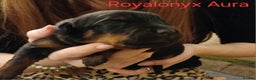 Rottweiler dogs for sale: KC chunky rottweiler puppies - Advert 33