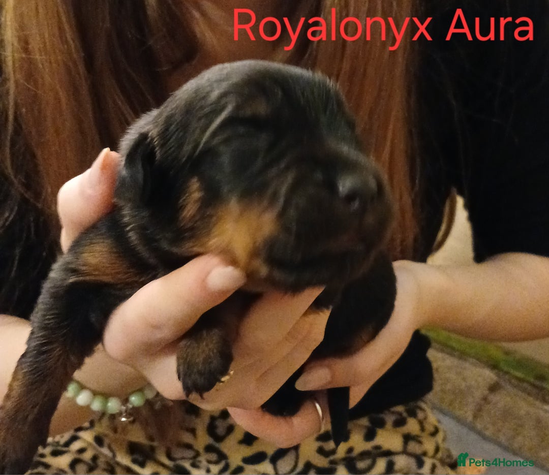 Rottweiler dogs for sale: KC chunky rottweiler puppies - Advert 33