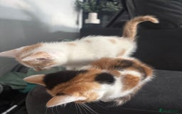Mixed Breed cats for sale: 2 girls 2 boys beautiful playful kittens - Image 10