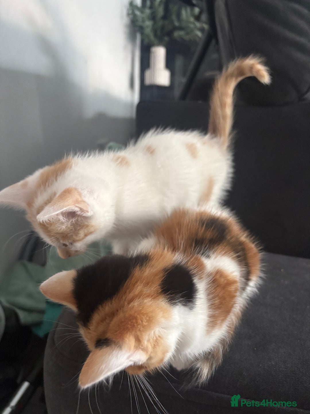 Mixed Breed cats for sale: 2 girls 2 boys beautiful playful kittens - Image 10